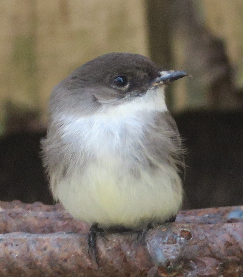 Eastern Phoebe - ML91487351