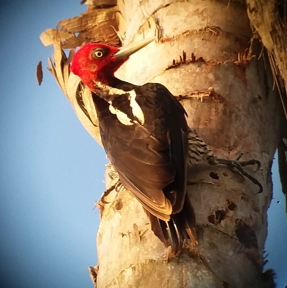 Pale-billed Woodpecker - Christian Ramirez