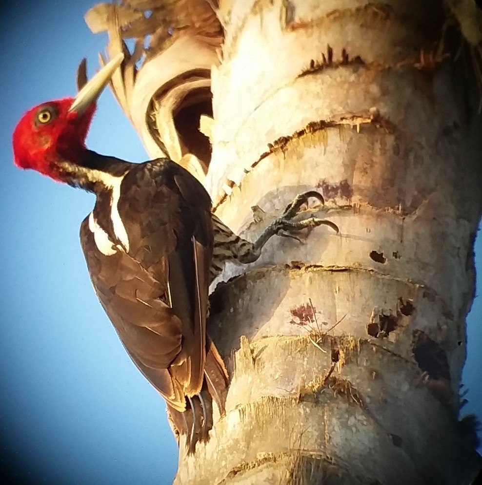 Pale-billed Woodpecker - Christian Ramirez
