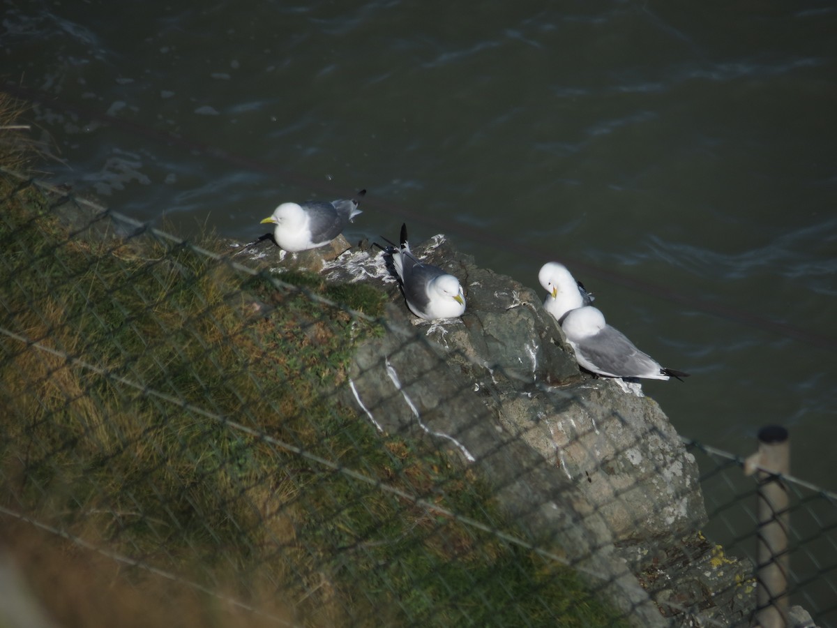 Black-legged Kittiwake - ML91489521