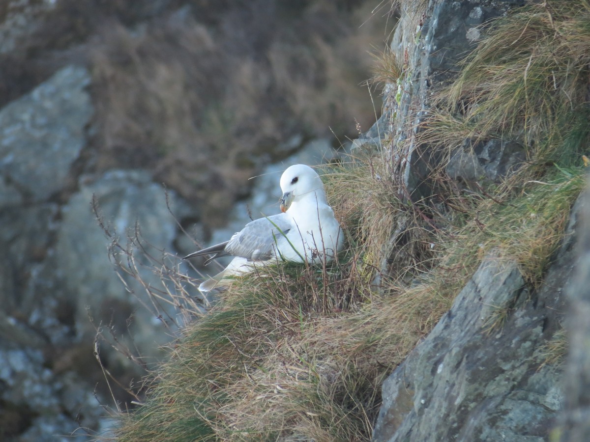 Northern Fulmar - ML91489891