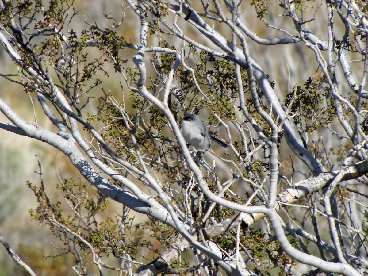 Black-tailed Gnatcatcher - ML91490891