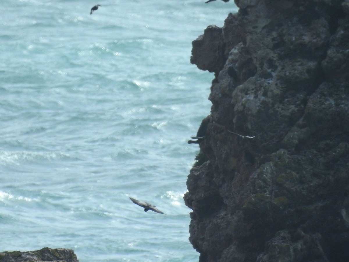 Eurasian Jackdaw - ML91491091