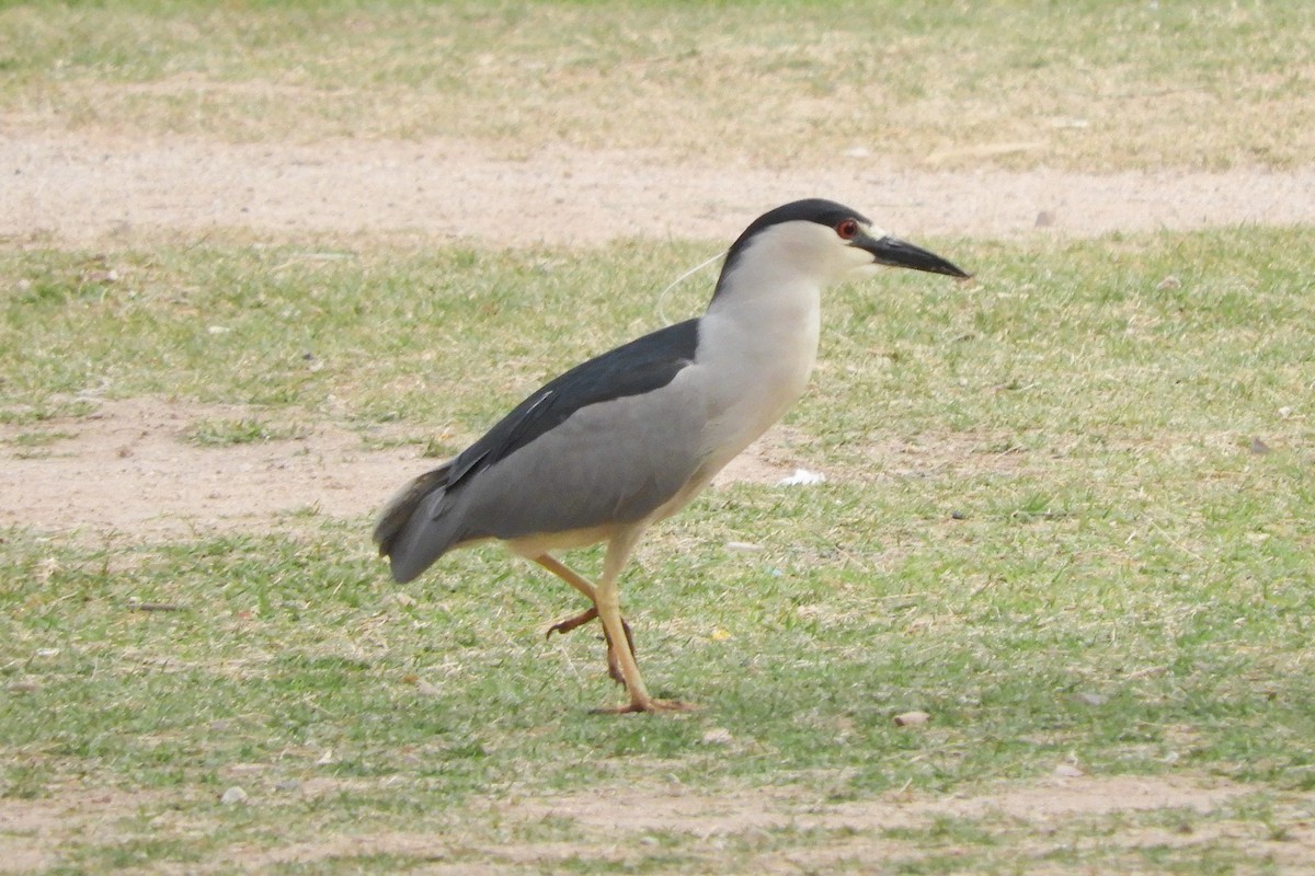 Black-crowned Night Heron - ML91491501