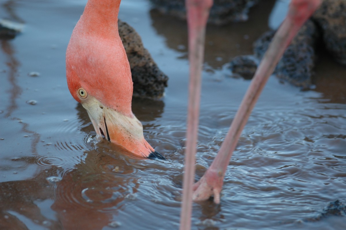 American Flamingo - ML91491891