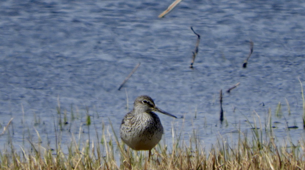 Greater Yellowlegs - Karen Kolbasa