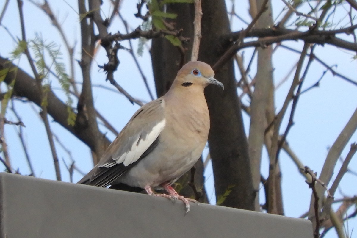 White-winged Dove - ML91491991