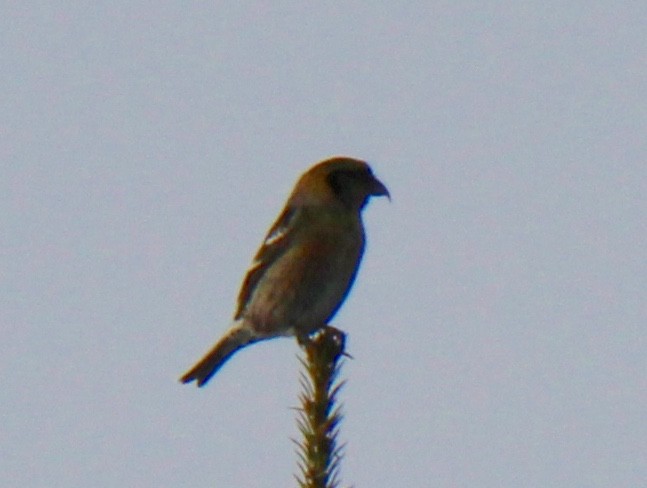 White-winged Crossbill - john tuach