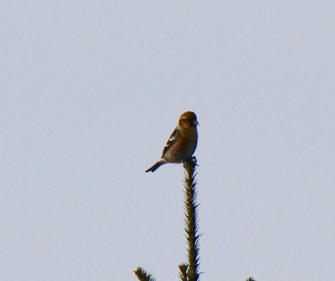 White-winged Crossbill - ML91492451