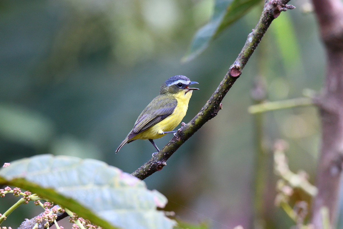 Tyranneau à ventre jaune - ML91492631