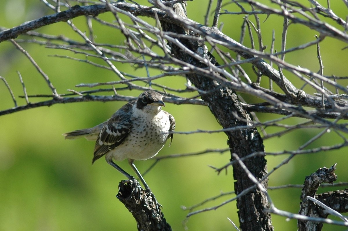 Galapagos Mockingbird - Andrew Dobson