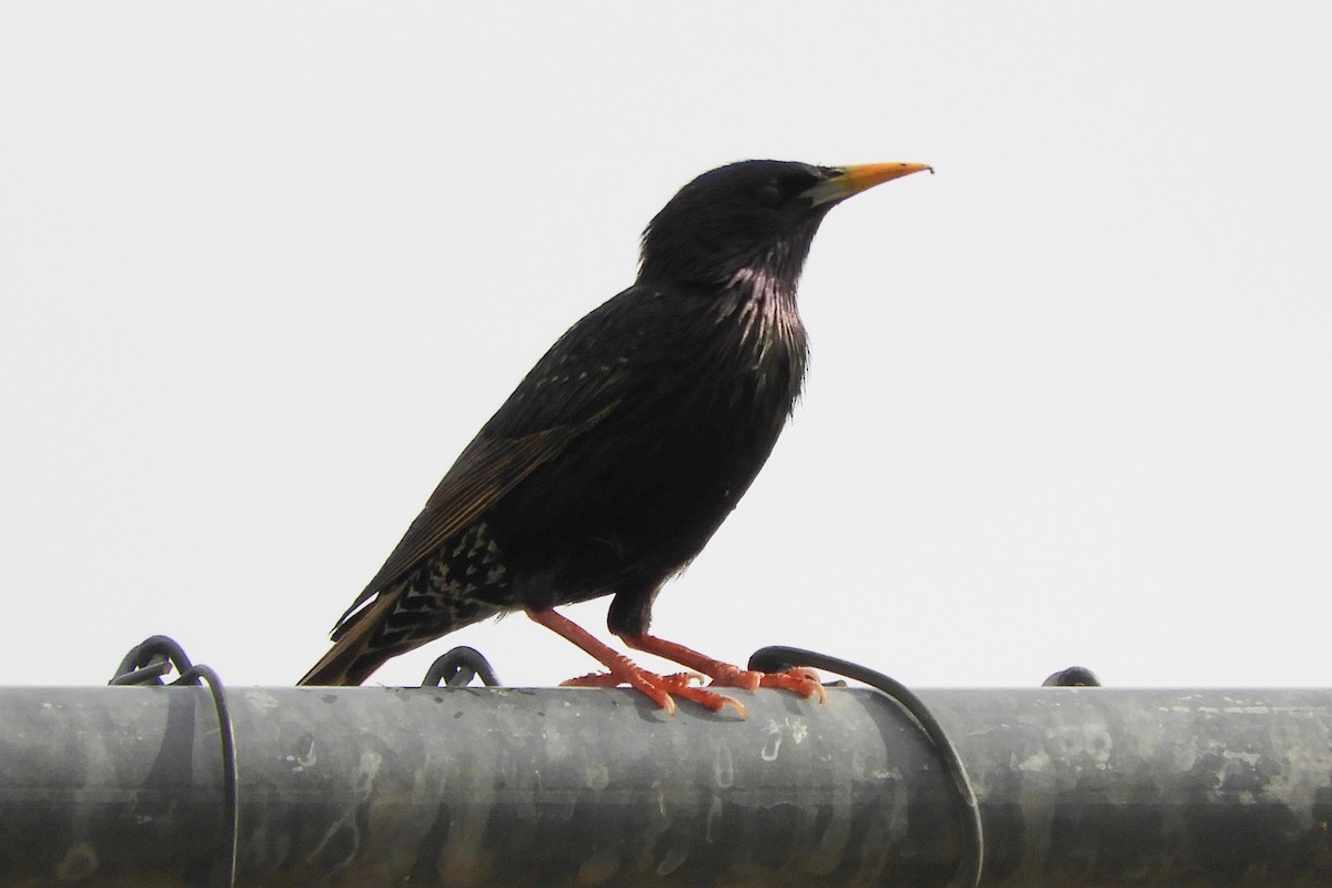 European Starling - ML91493331