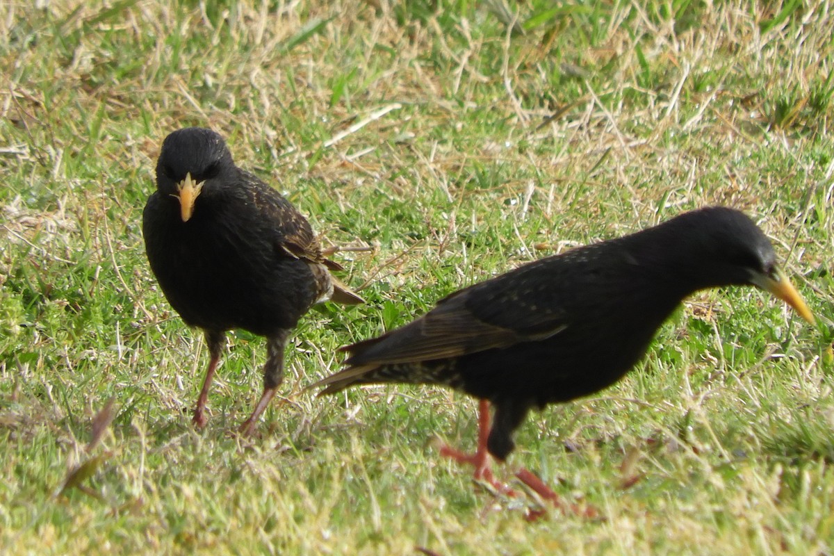 European Starling - ML91493341