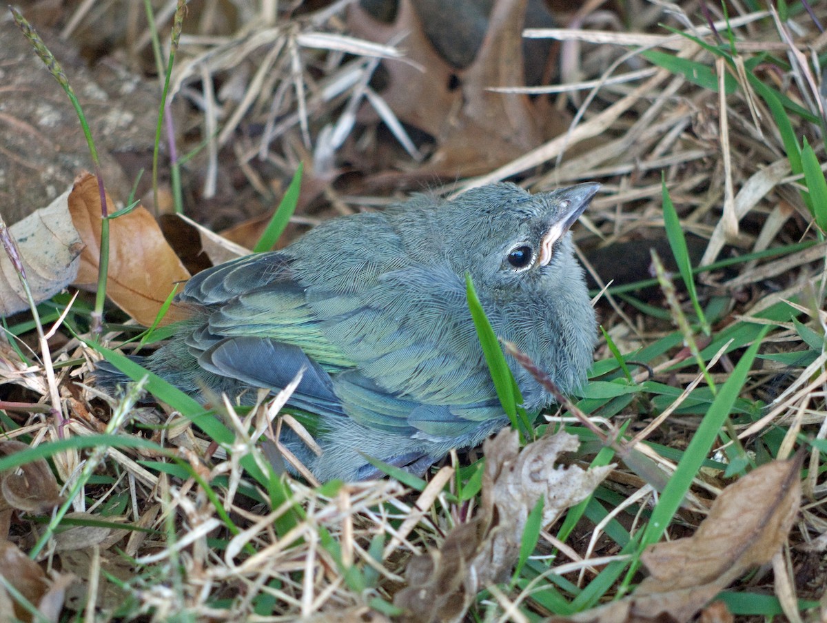 Sayaca Tanager - Randall Siebert