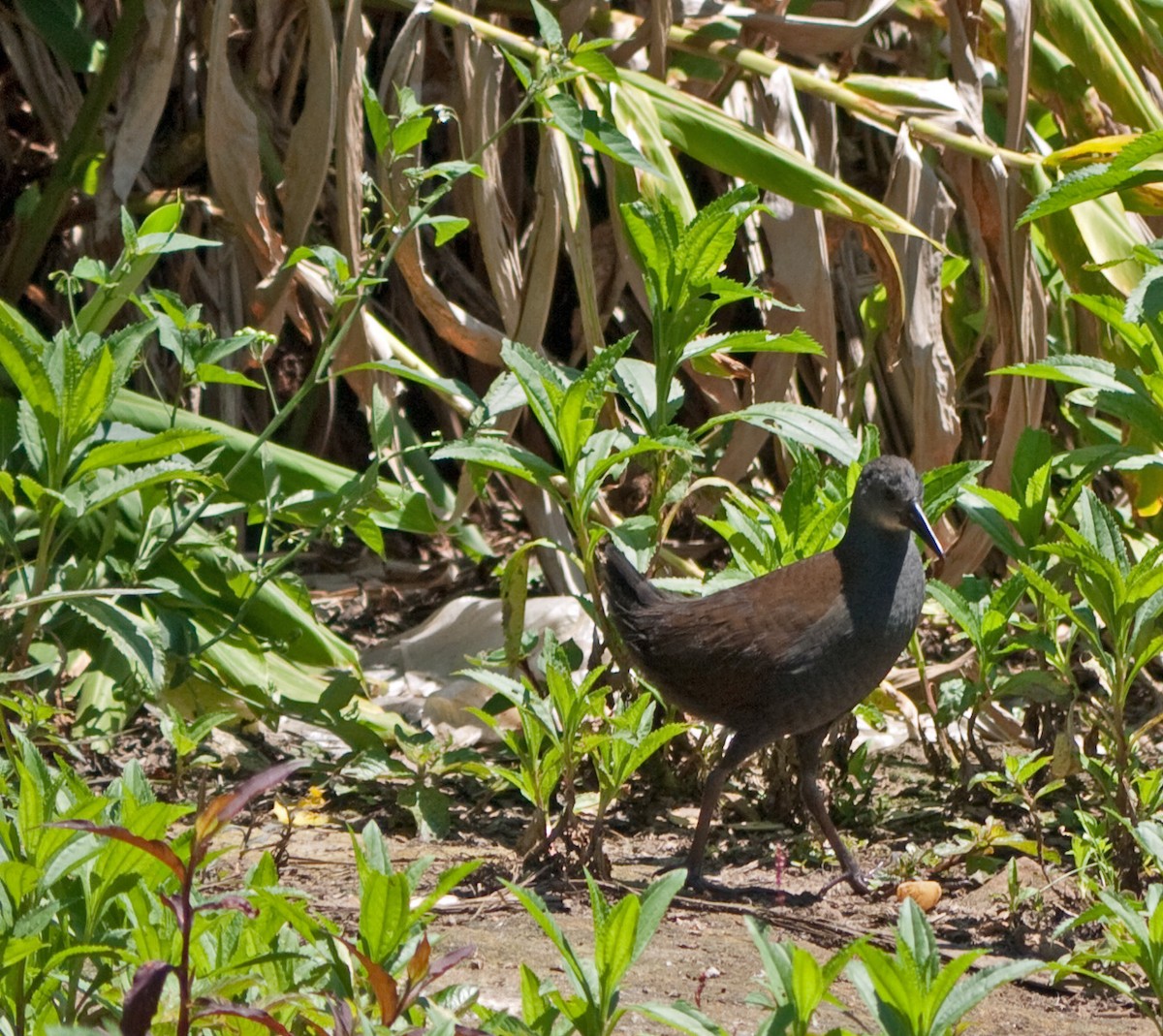 Blackish Rail - ML91493921