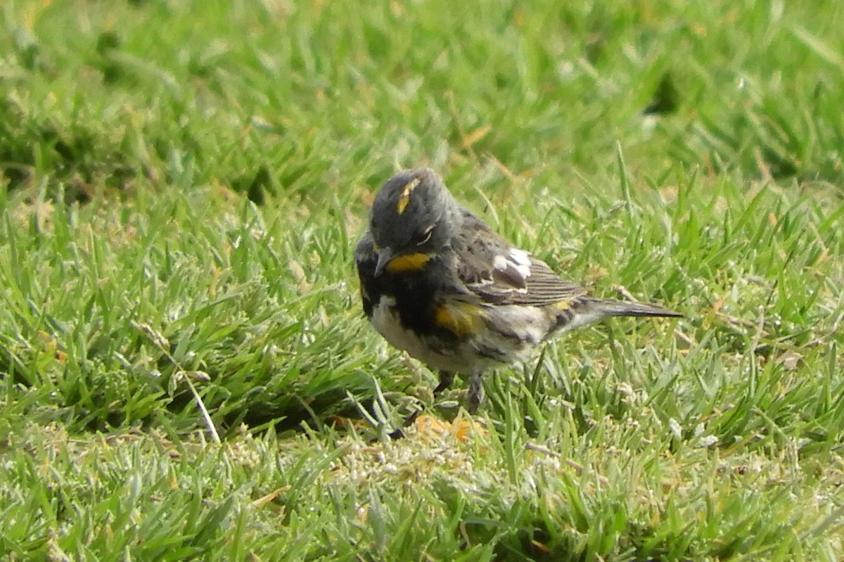 Yellow-rumped Warbler - ML91493971