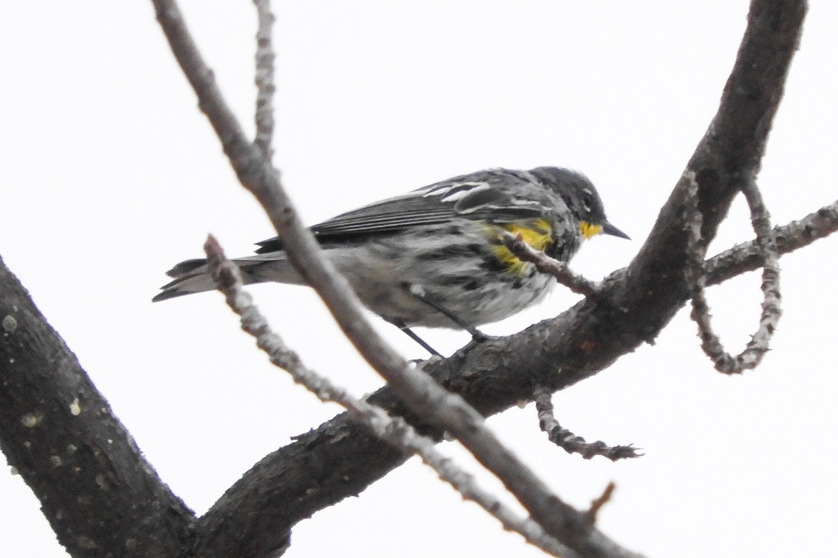 Yellow-rumped Warbler - ML91493991