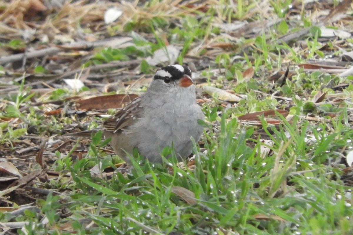 White-crowned Sparrow - ML91494211