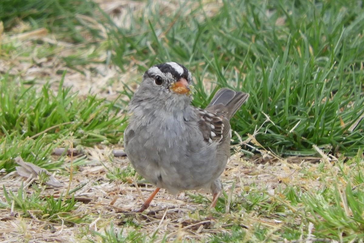White-crowned Sparrow - ML91494221