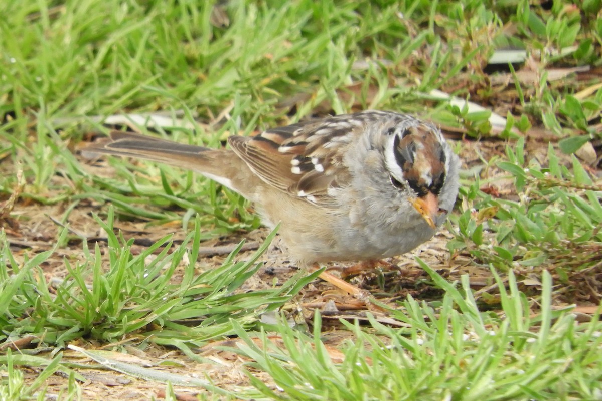 White-crowned Sparrow - ML91494231