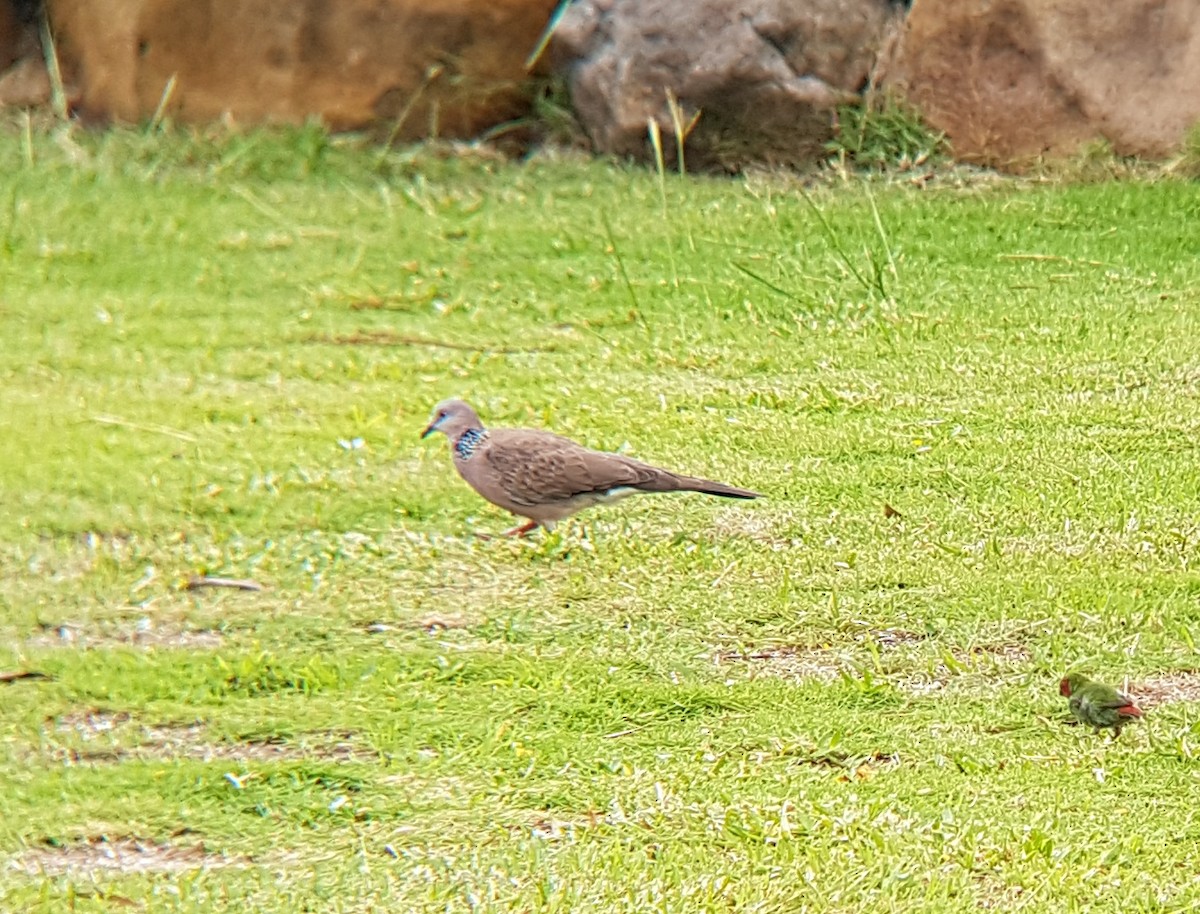 Spotted Dove - ML91494241