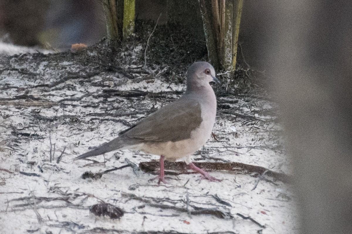 White-tipped Dove - ML91495681