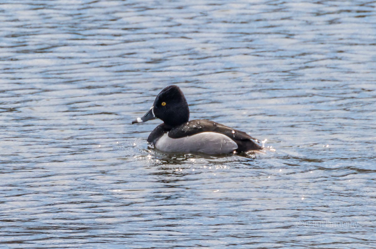 Ring-necked Duck - Brian Murphy