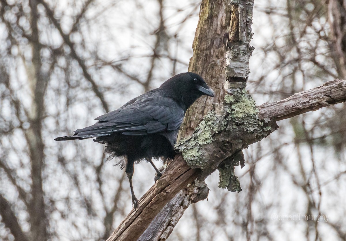 American Crow - Brian Murphy