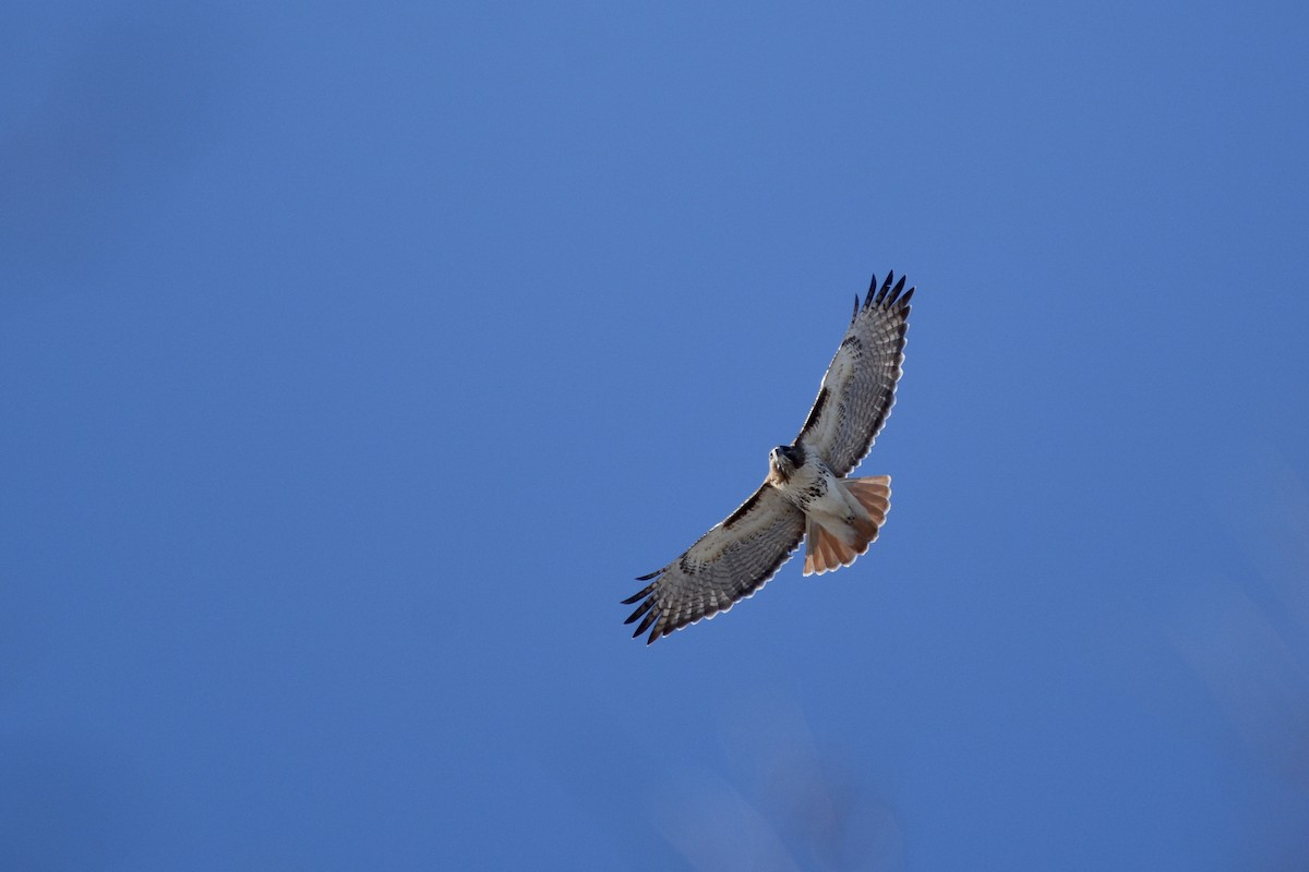 Red-tailed Hawk - Monica Siebert