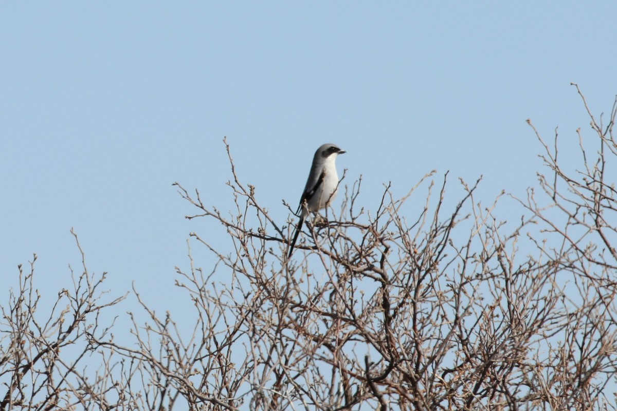 Loggerhead Shrike - ML91498731