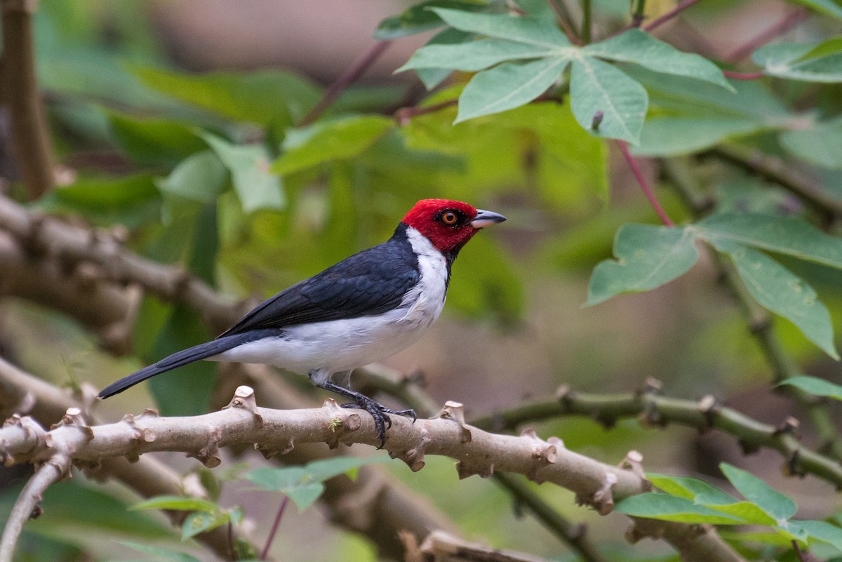 Red-capped Cardinal - Adam Jackson