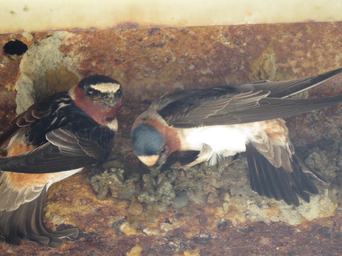 Cliff Swallow - ML91499831