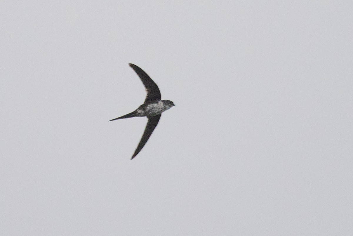 Fork-tailed Palm Swift - ML91500031