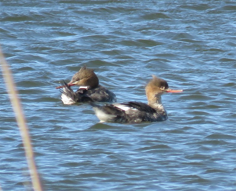 Red-breasted Merganser - ML91500691