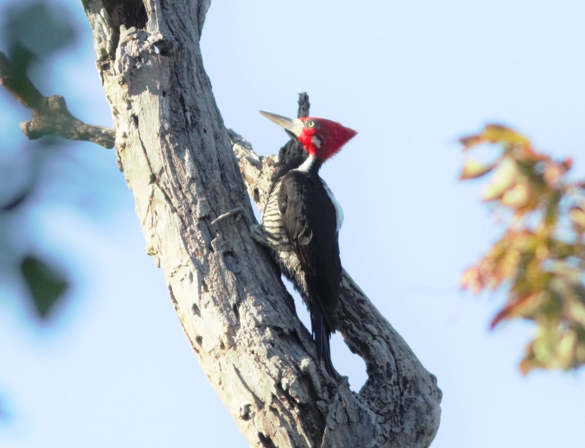 Crimson-crested Woodpecker - Gabriel Abreu