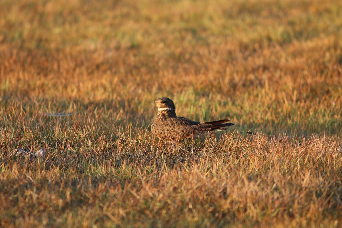 Nacunda Nighthawk - ML91501821