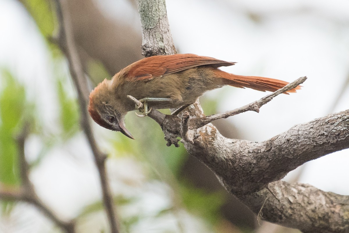 Rusty-backed Spinetail - ML91502201