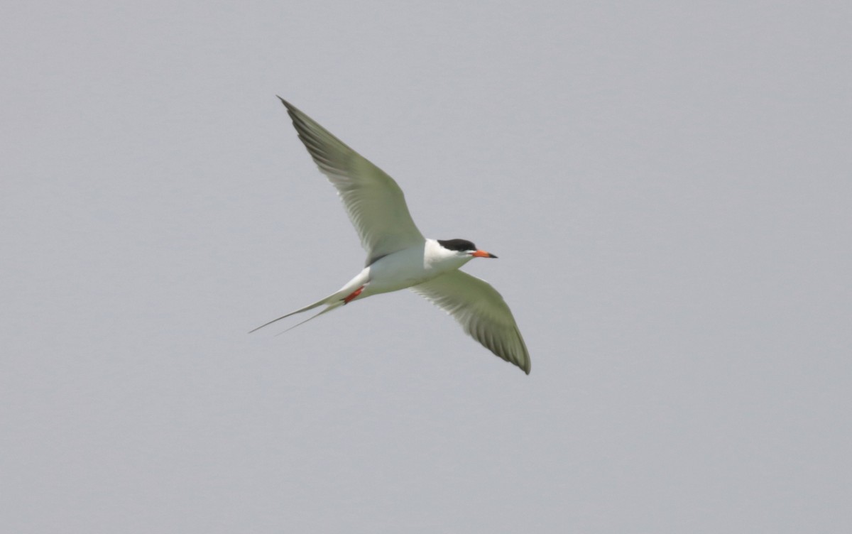 Forster's Tern - ML91502841