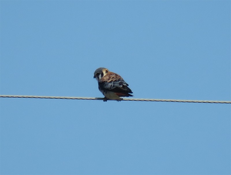 American Kestrel - Karen Lebing