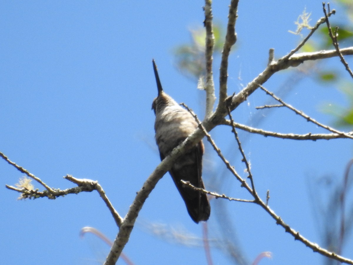 Plain-capped Starthroat - ML91504171