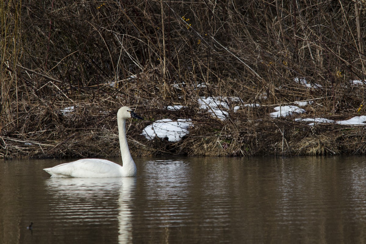 Tundra Swan - ML91504661