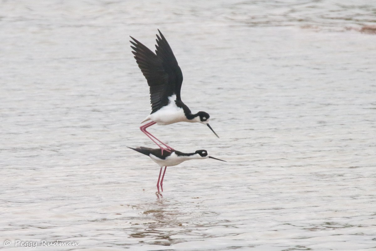 Black-necked Stilt - ML91505351