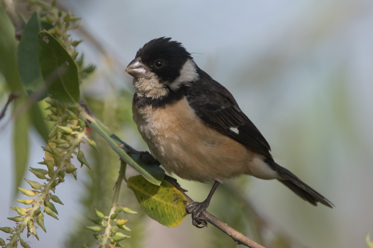 Cinnamon-rumped Seedeater - ML91505531