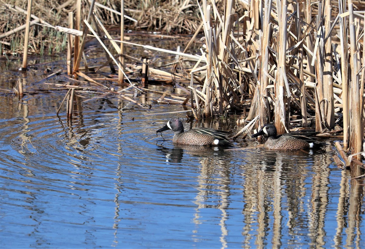 Blue-winged Teal - Nova Scotia Bird Records