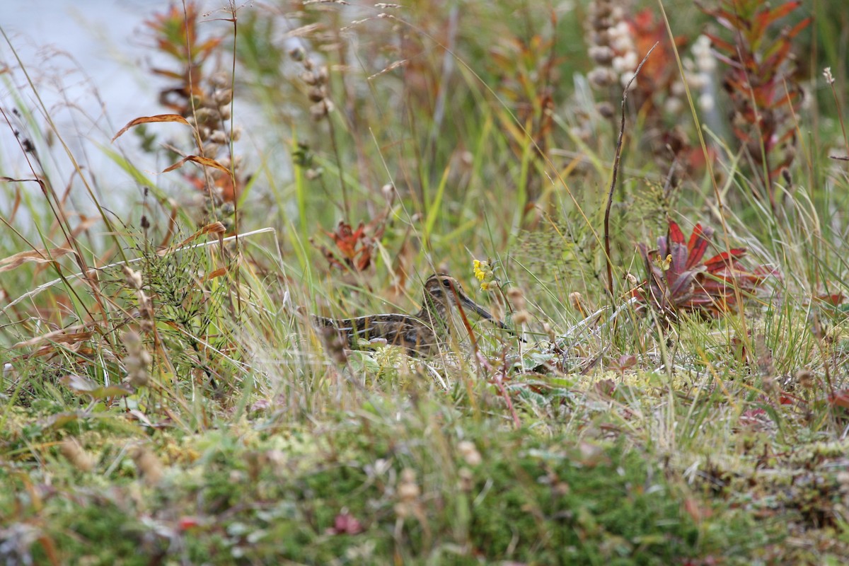 Wilson's Snipe - ML91506351