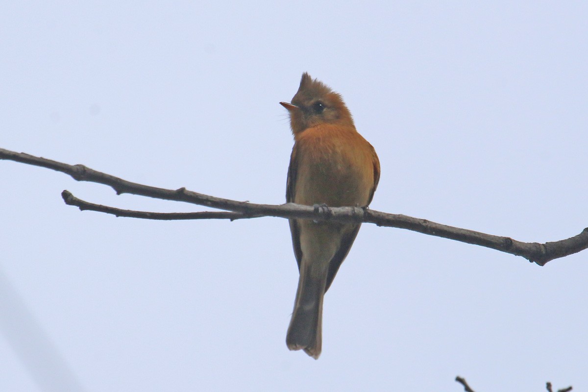 Tufted Flycatcher - ML91506711