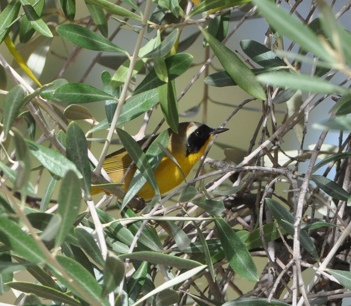 Common Yellowthroat - ML91506781