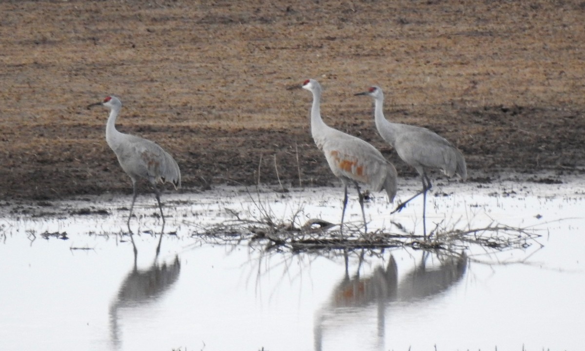 Sandhill Crane - ML91507321