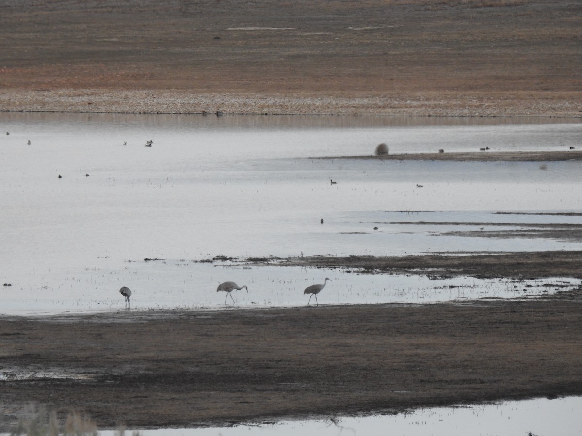 Sandhill Crane - ML91507391