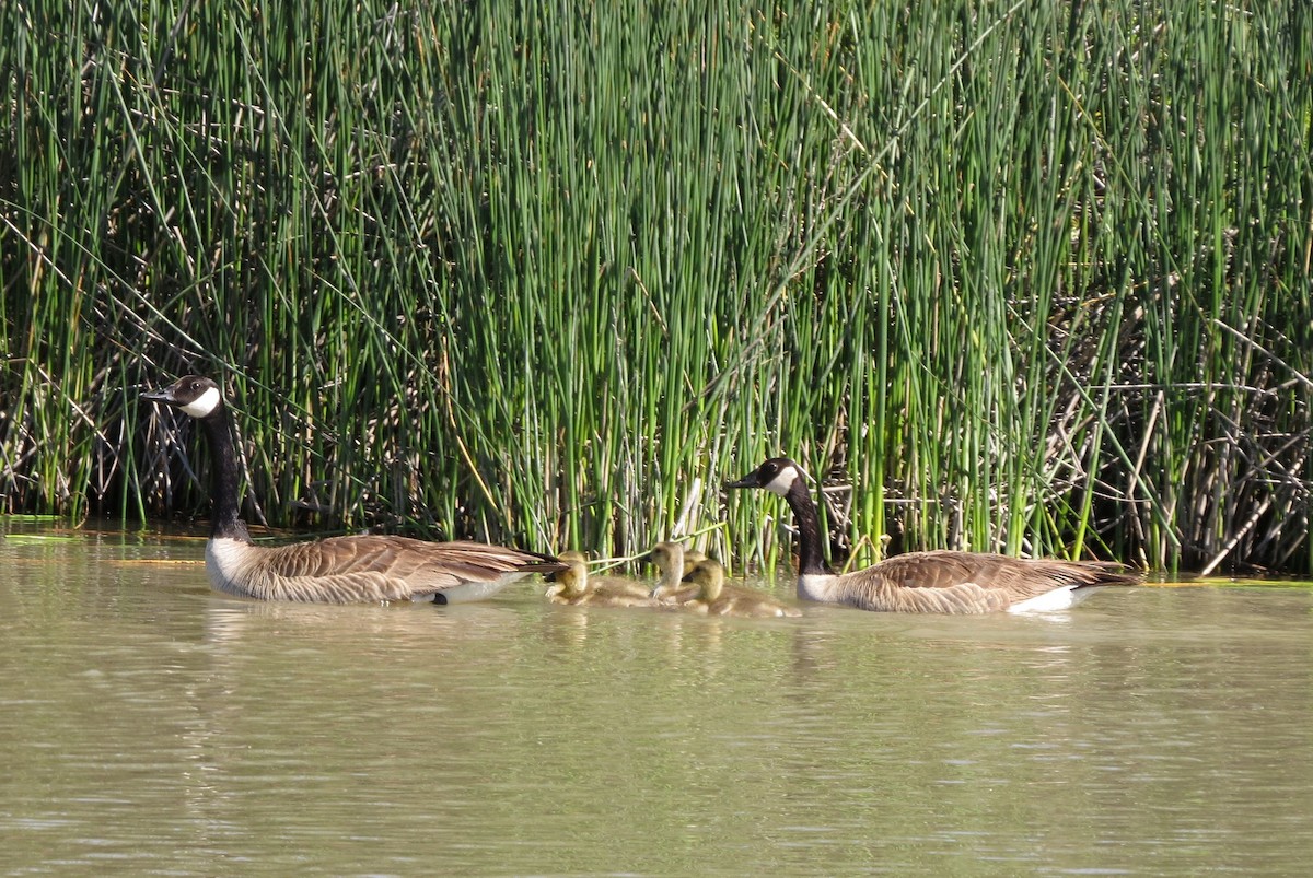 Canada Goose - ML91508431